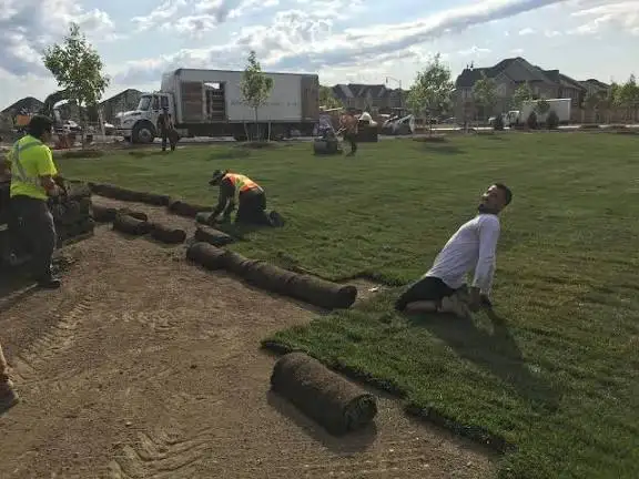 Why Choose Our Sod Grass Services? project gallery image 4